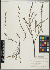 Foto von Salix repens subsp. repens L.